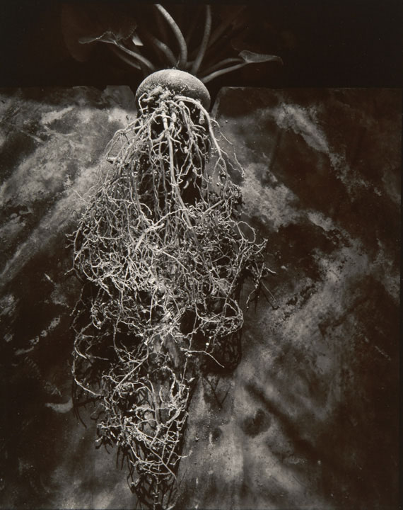 Cyclamen (from "Lost Objects portfolio)