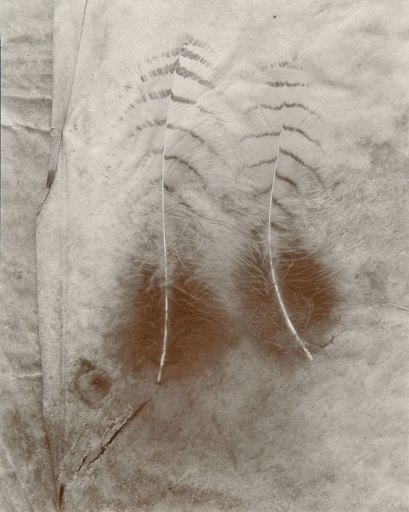 Two Feathers (from "Lost Objects portfolio)