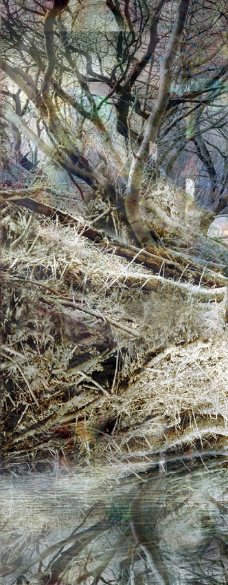 Tree II (from Series "Constructed Landscapes")