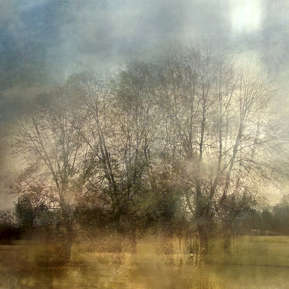Trees in the Meadow (from Series "Constructed Landscapes")