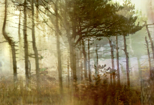 Pine Forest II (from Series "Constructed Landscapes")