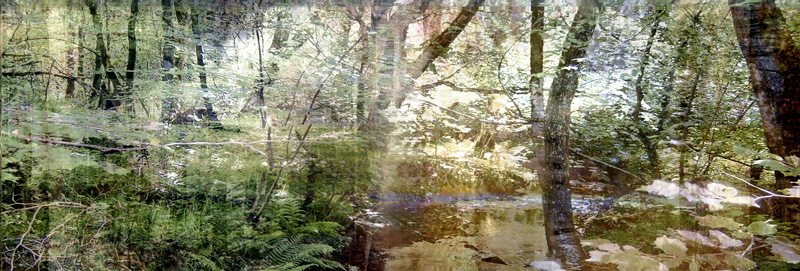 Glade (from Series "Constructed Landscapes")