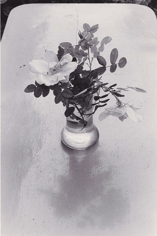 Fleurs des Champs, For&ecirc;t de Fontainebleau