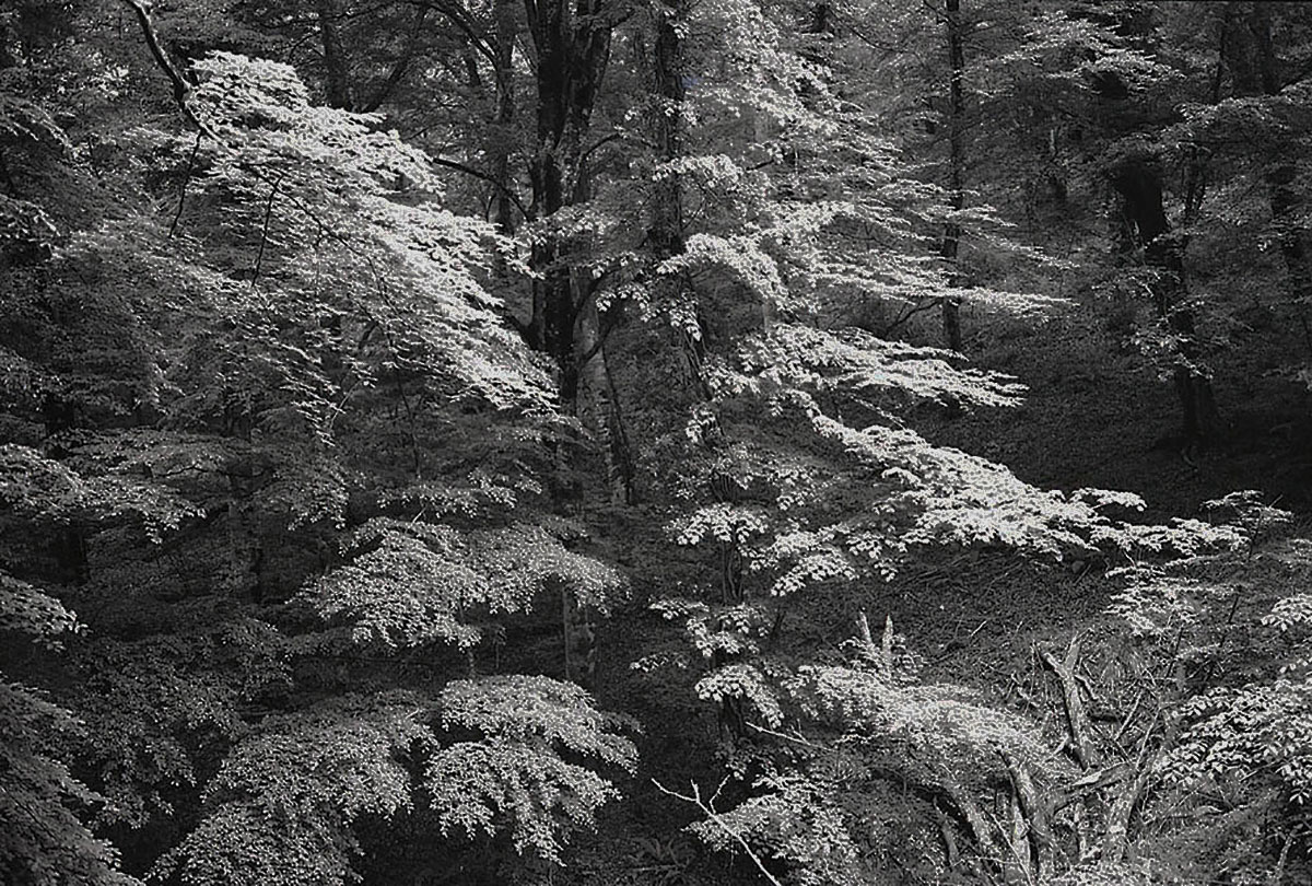 One Day, Umbria Forest, Italy