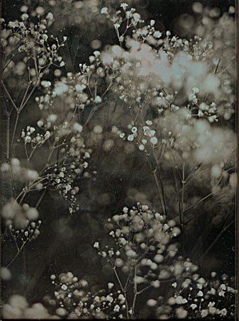 Two Botanical Studies