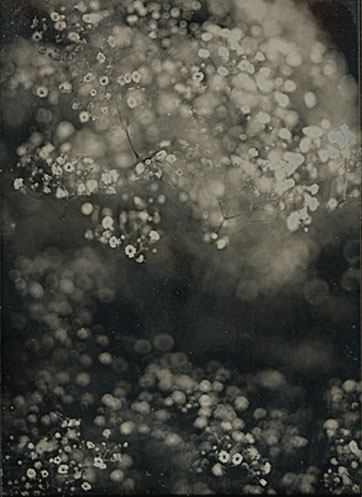 Two Botanical Studies