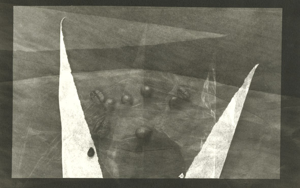 Untitled (Coffee Beans)