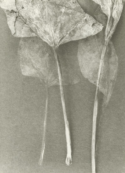 Untitled (Stems)