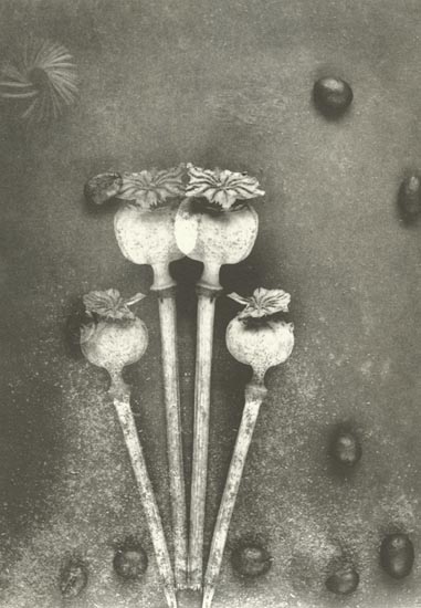 Untitled (Poppy Heads)