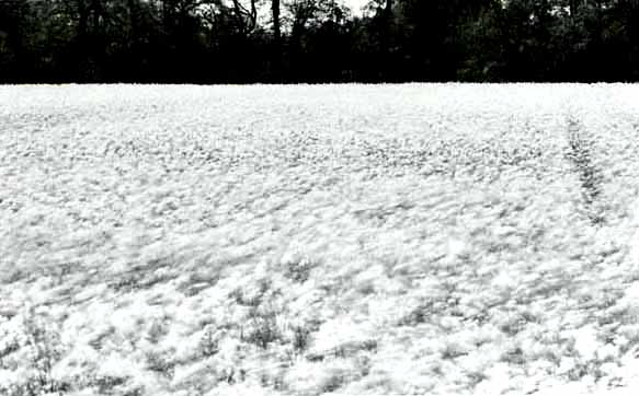 Field of Flowers in Motion