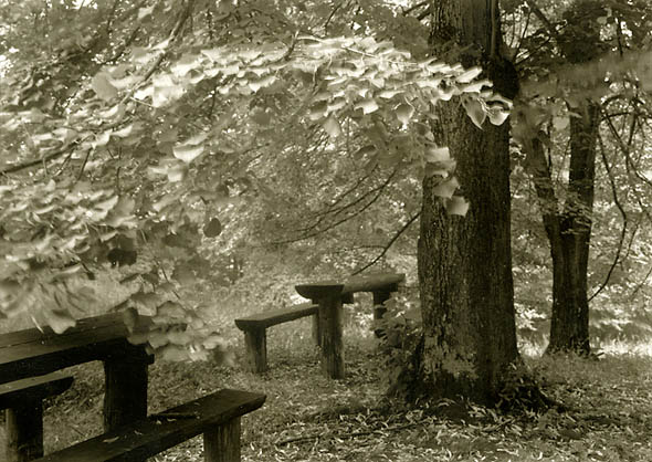 Trees and Wooden Picnic Benches