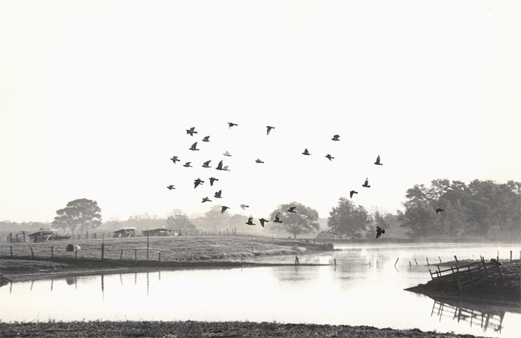 Birds in Flight Farm, Illinois