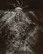 Olivia Parker - Cyclamen (from "Lost Objects portfolio)
Click for more Images