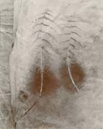 Olivia Parker - Two Feathers (from "Lost Objects portfolio)
Click for more Images