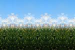 Charlie Schreiner - Corn & Clouds (Mosaic)
Click for more Images