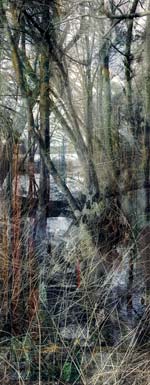 Lisa Holden - Tree III (from Series "Constructed Landscapes")
Click for more Images