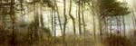 Lisa Holden - Pine Forest (from Series "Constructed Landscapes")
Click for more Images