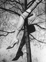 Marcel Marien - Le Fruit Defendu (The Forbidden Fruit)
Click for more Images