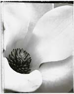 Charles Grogg - Magnolia No. 1
Click for more Images