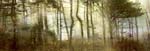 Lisa Holden - Pine Forest (from Series "Constructed Landscapes")
Click for more Images