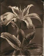 Tom Baril - Lilies
Click for more Images