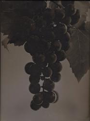 Jerry Spagnoli - Cabernet Grapes
Click for more Images