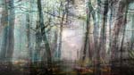 Lisa Holden - Night Forest (from Series "Constructed Landscapes")
Click for more Images