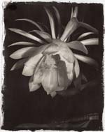 Susan Abrams - Splendid Night
Click for more Images