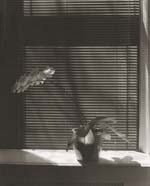 Thomas John Shillea - Cava's Orchid
Click for more Images