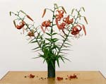 Paula Chamlee - From the series "From the Field." "Turk�s Cap Lily, 2013�
Click for more Images