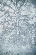 Ted Jones - Virginia Landscape 5 (Tree in Snow)
Click for more Images