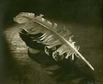 Josef Hnik - Still Life, Feather
Click for more Images