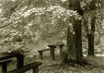 Petr Helbich - Trees and Wooden Picnic Benches
Click for more Images