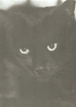 Ted Jones - Sam (Cat)
Click for more Images