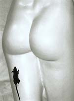 Marcel Marien - Chatouillement de D&eacute;esse
Click for more Images