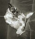 Marcel Marien - Chien cynique
Click for more Images